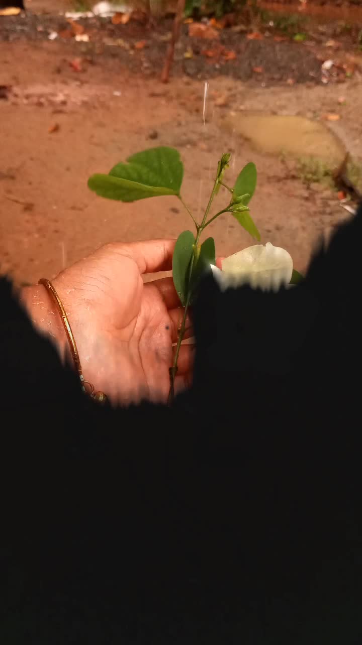 @Mrs_Ajeesh