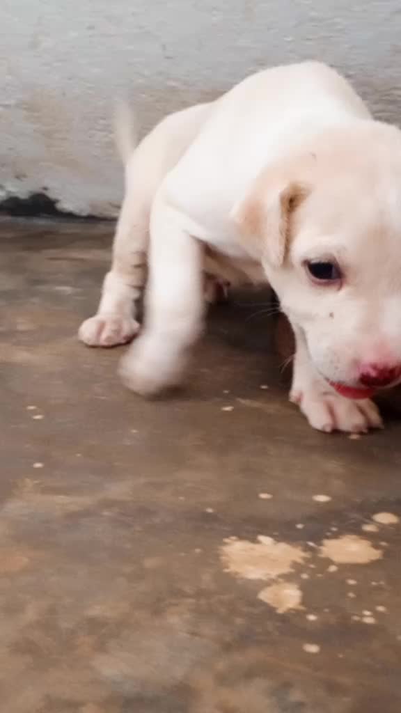 @dharmaji007