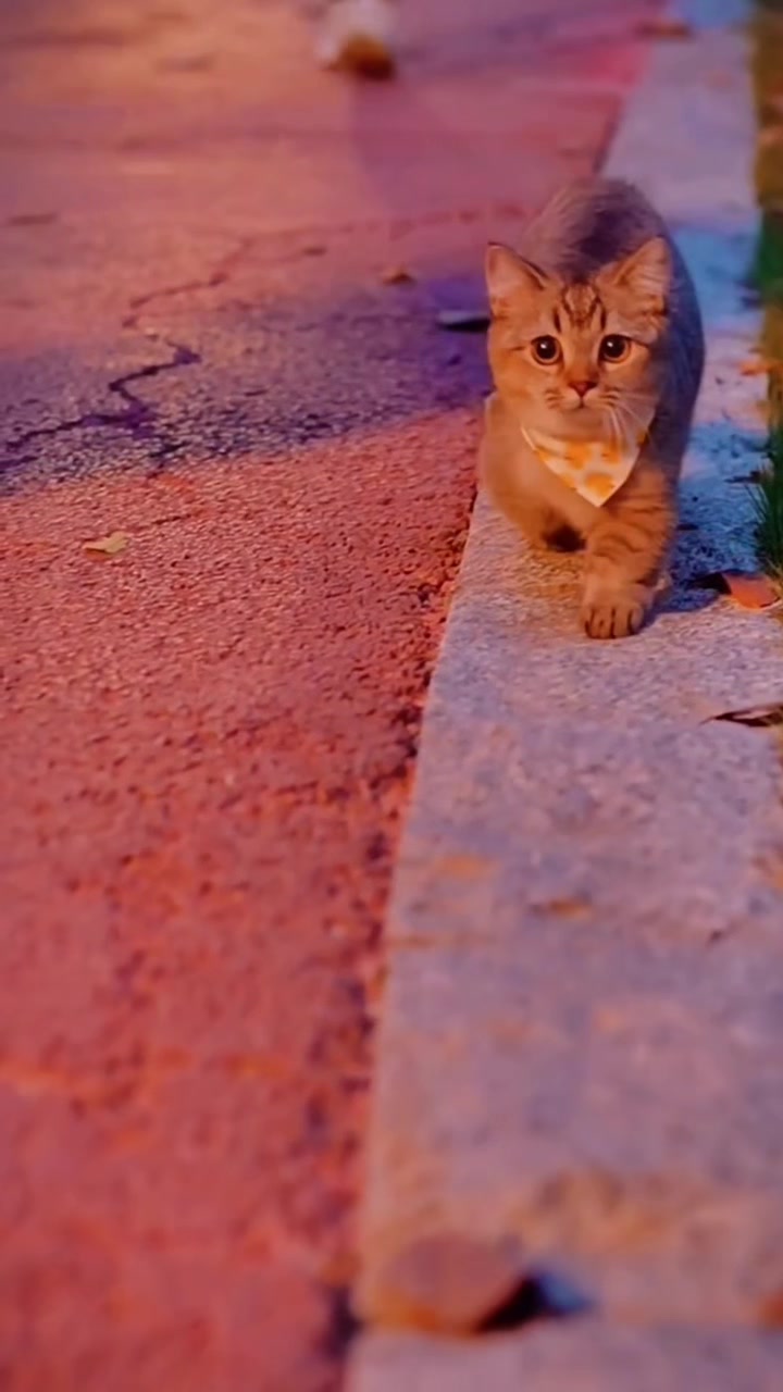 @ourpetsfriends