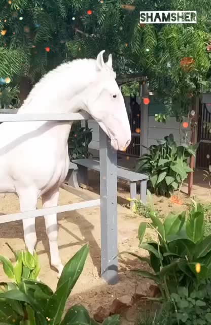 @🏇Sonu rider🏇