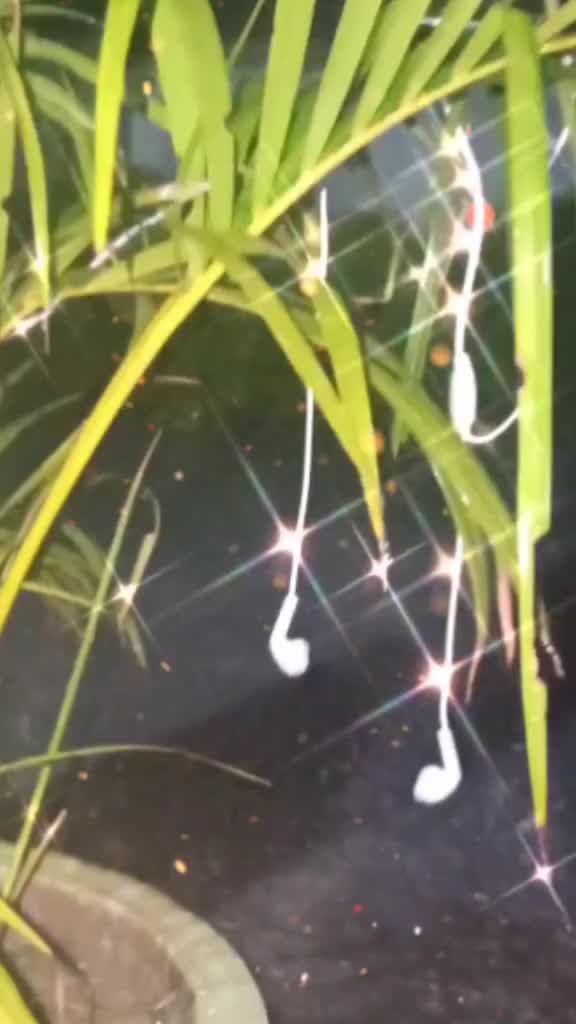 @vandanav2000