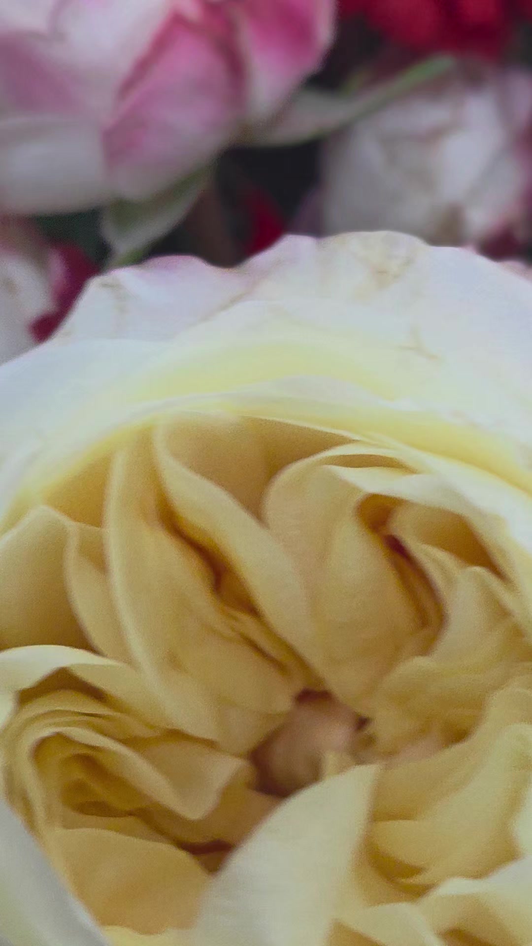 @Снежана