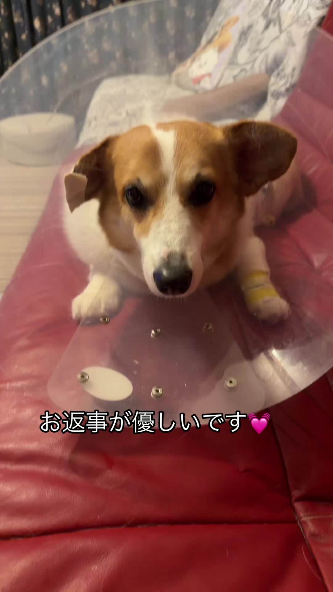 @コーギー犬のホープくん