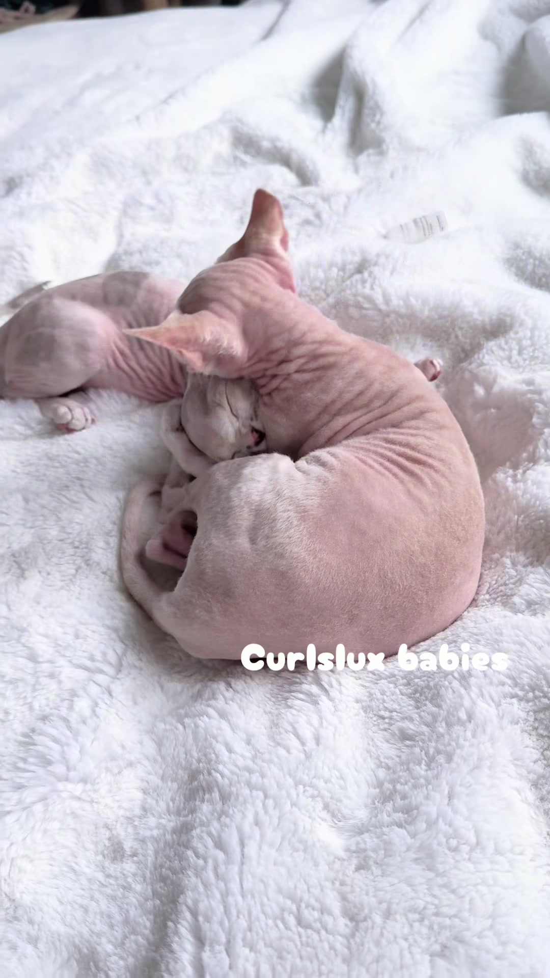 @Curlslux cattery!!🇺🇸