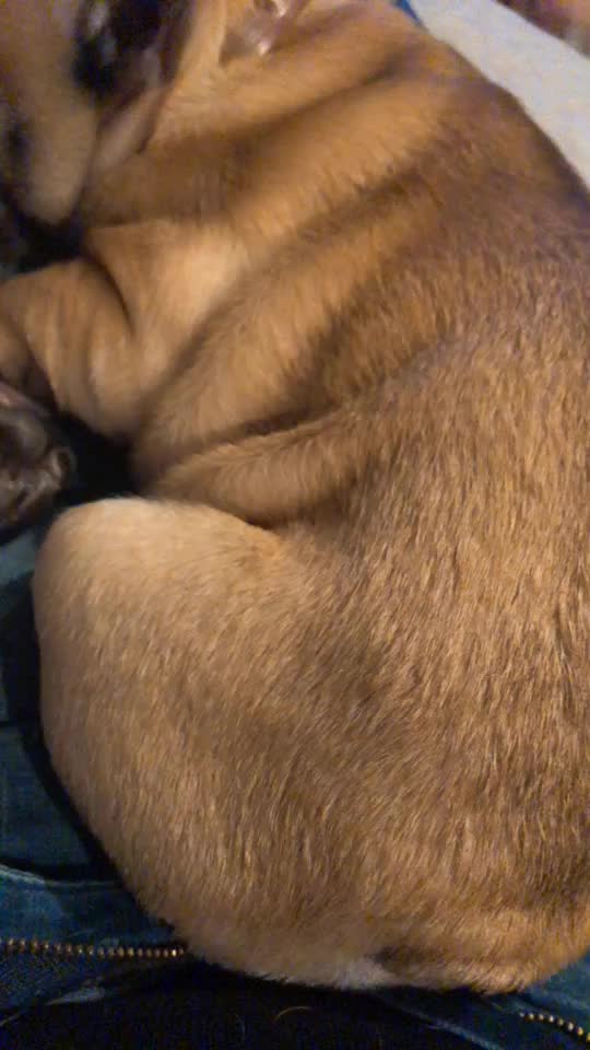@Frenchbulldog_Zora