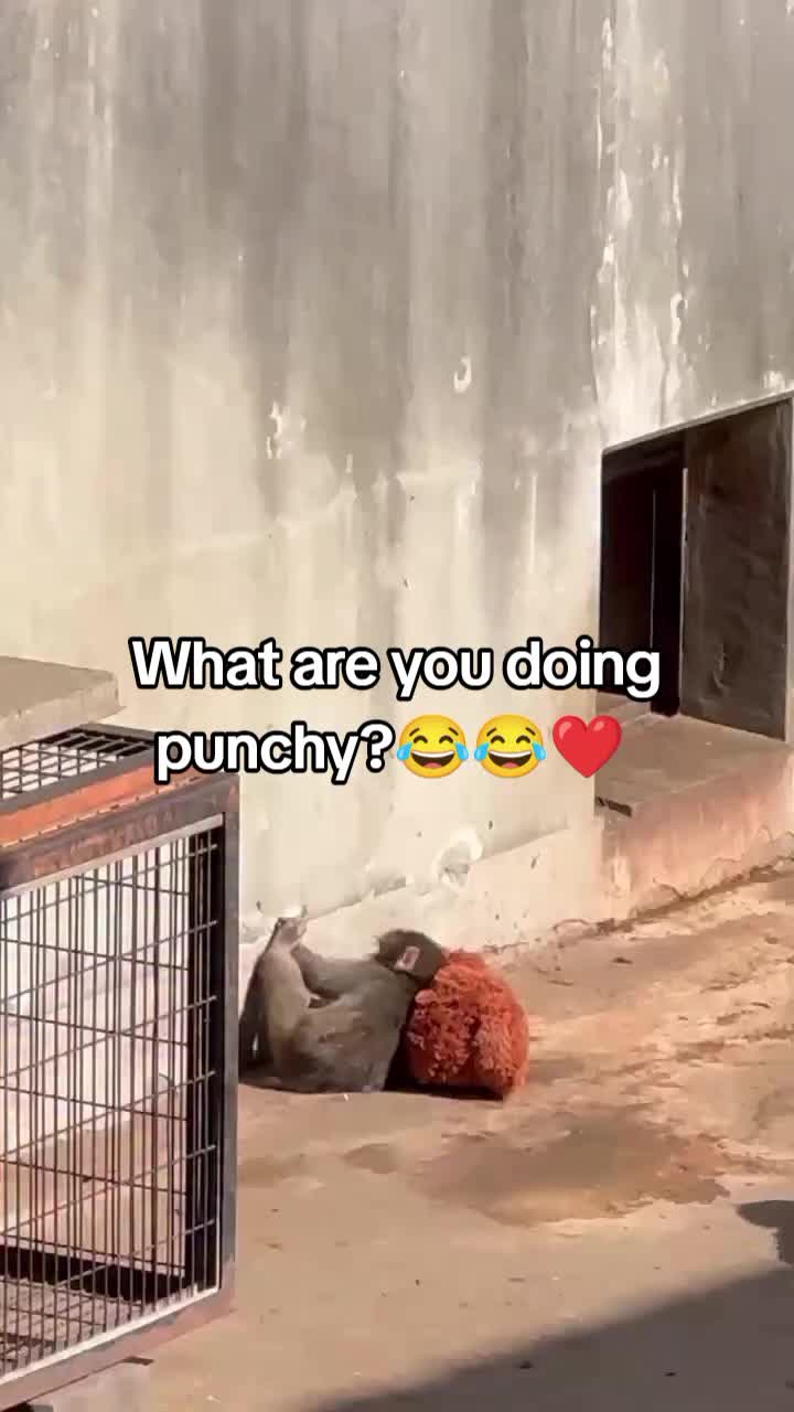 @Thepunchmonkey.com