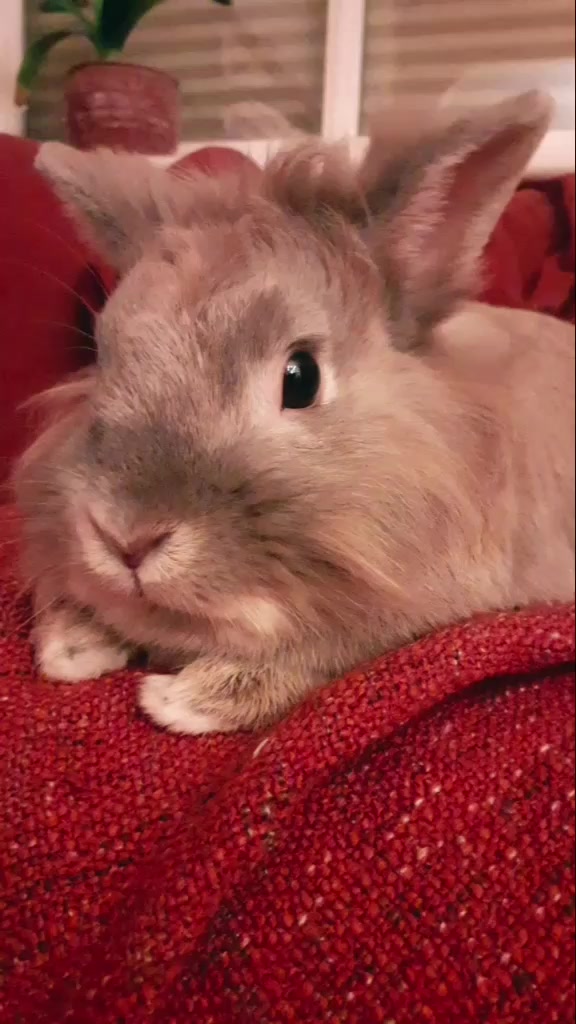@Dieren lovers 💞