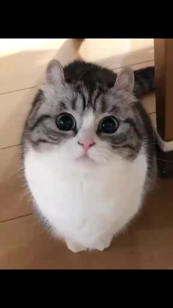 @KomaruSalt_AB