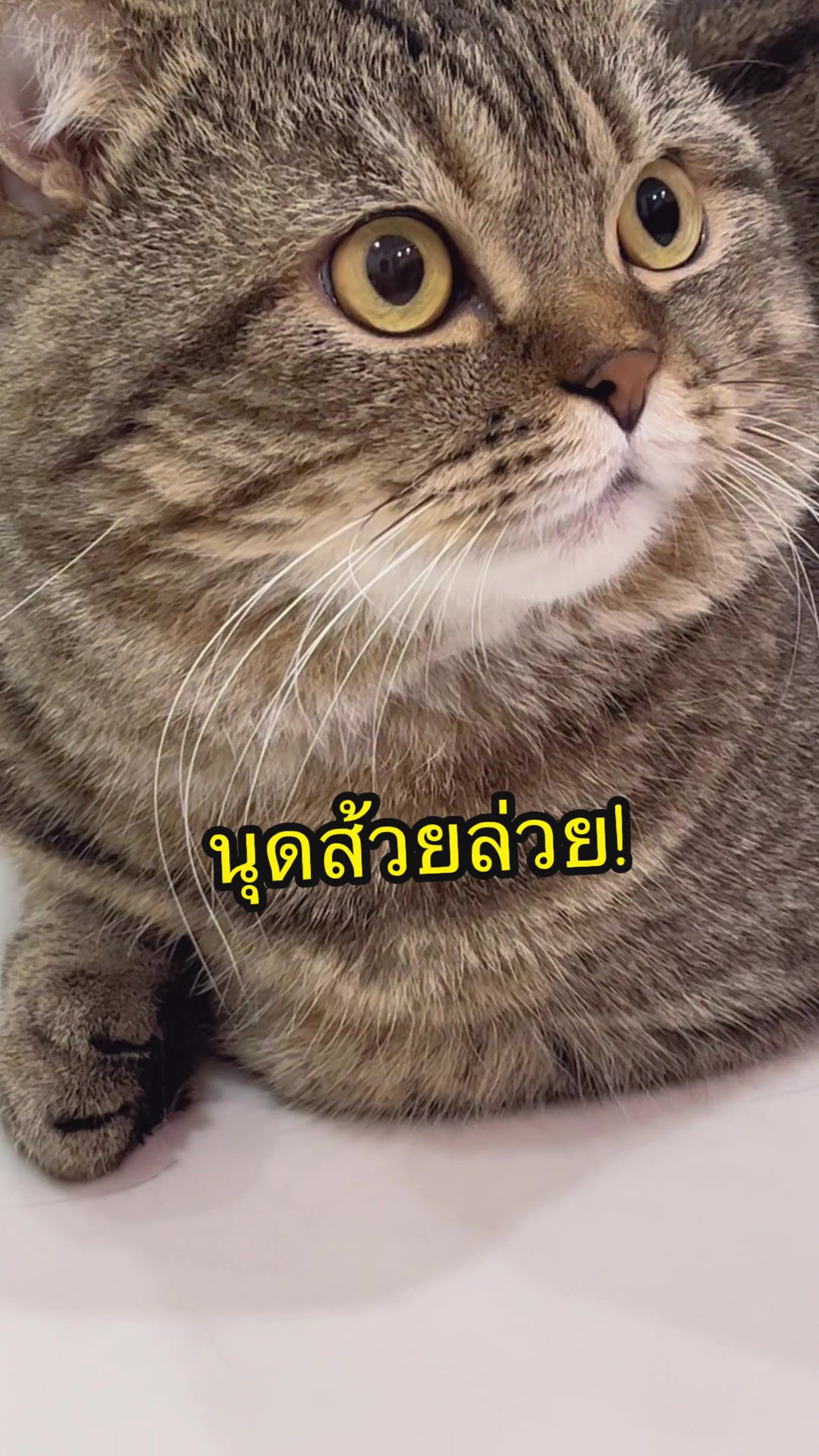 @เชอรี่ขืนใจแมว