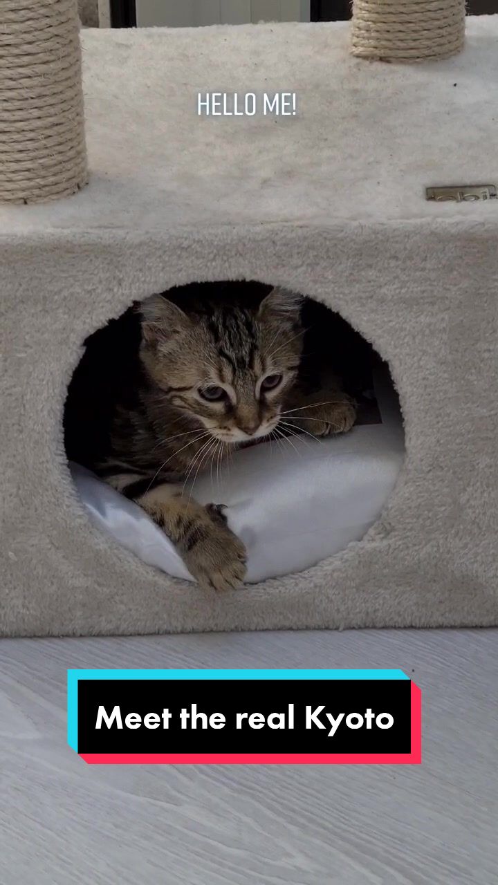 @TsukiTheCat