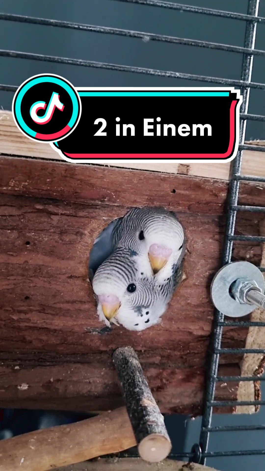 @Cing&ouml;z & Friends