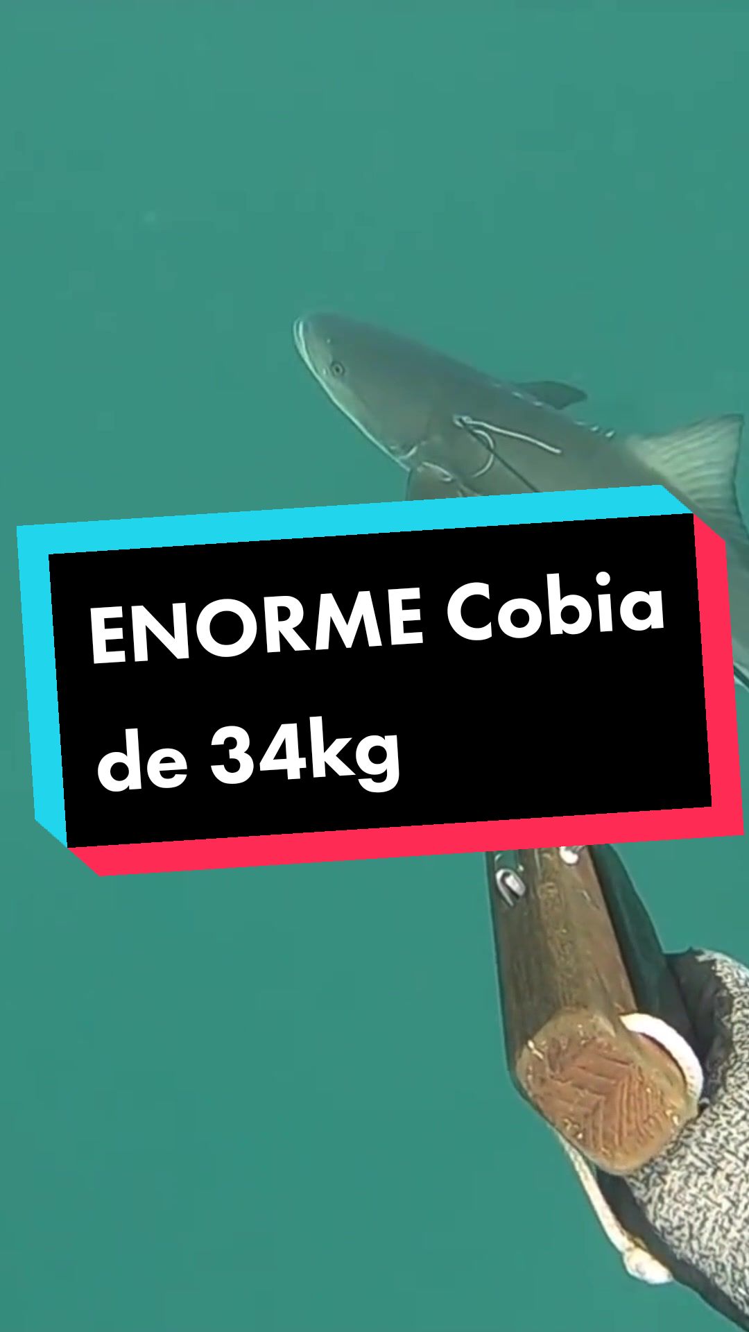 @stephanedudon