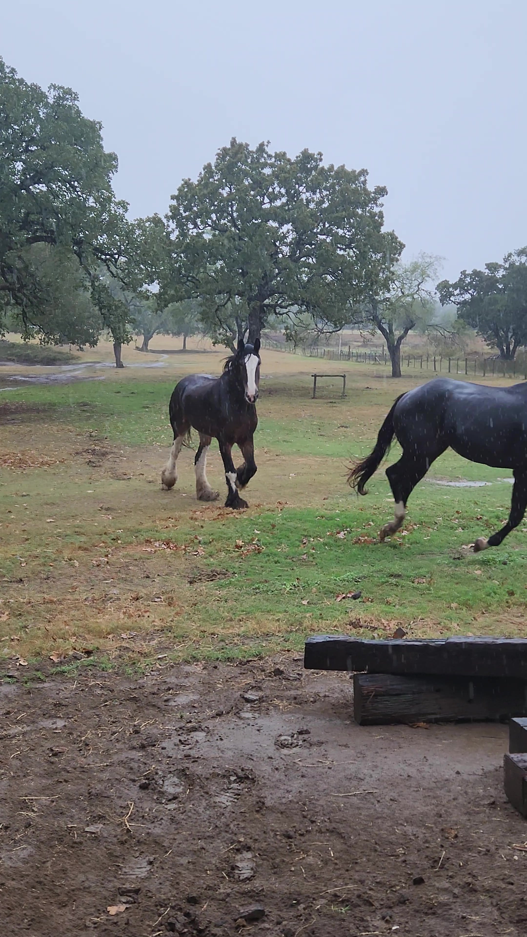 @Winston James The Clydesdale