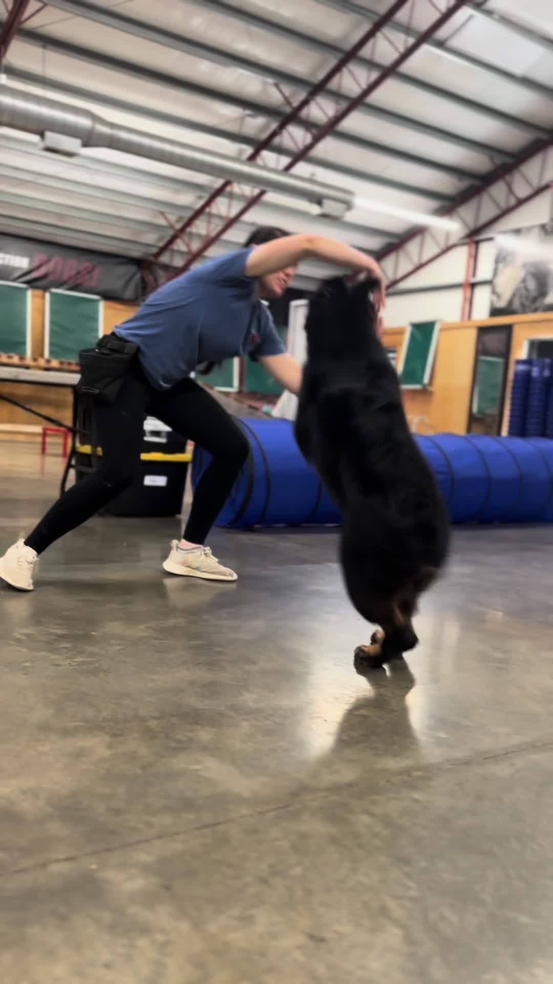 @Protection Dog Sales