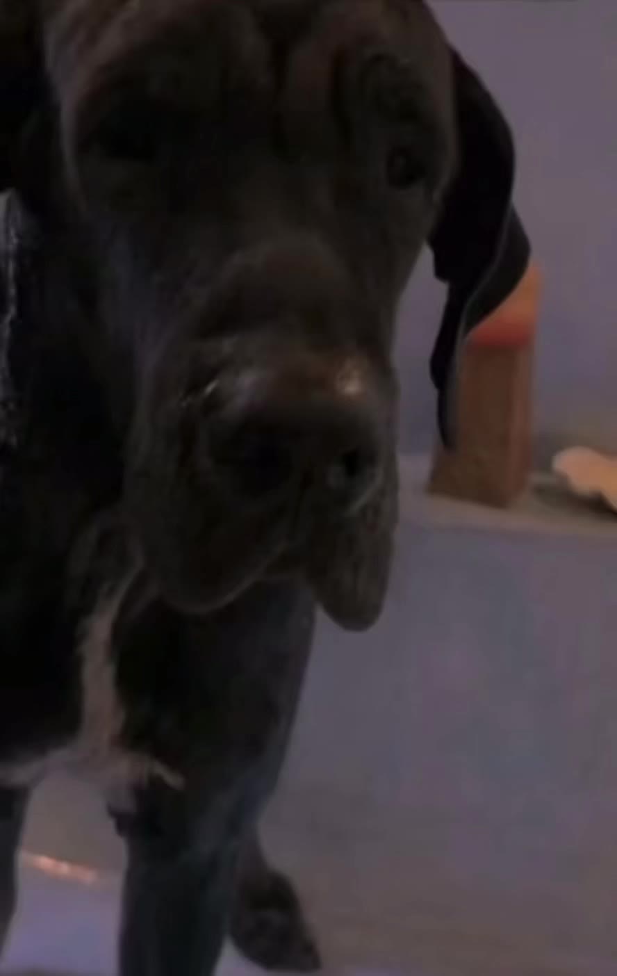 @pawsentials.store