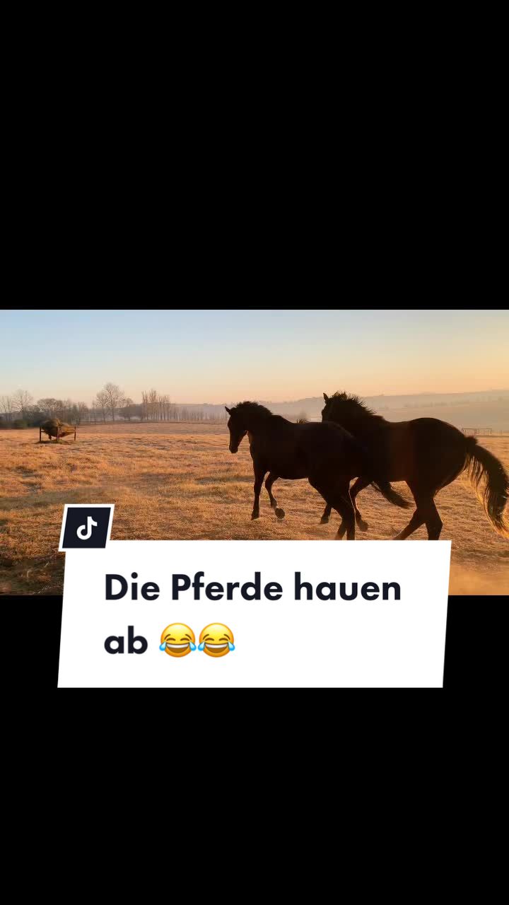 @reiten_ist_kunst