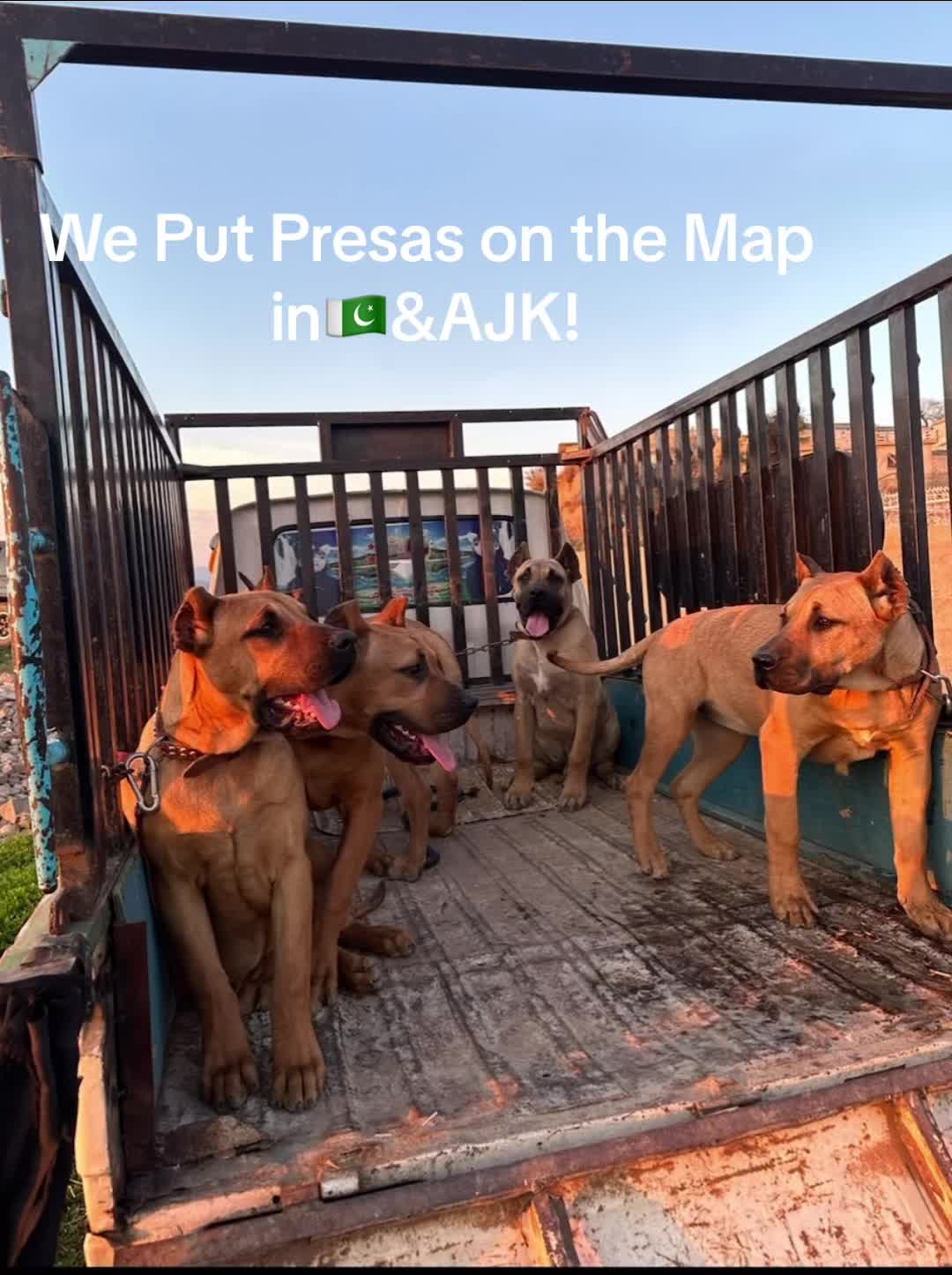 @AJK PRESA CANARIOS🇵🇰🐶