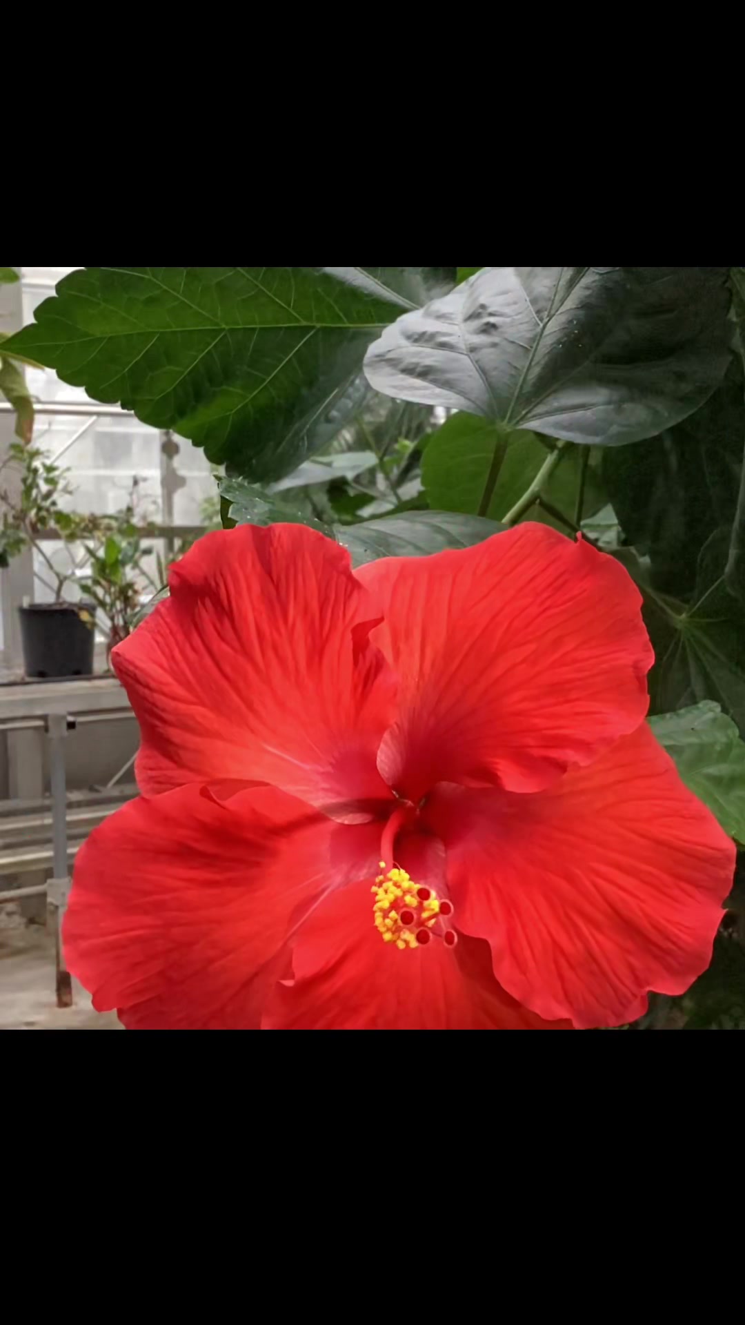 @bsu greenhouse