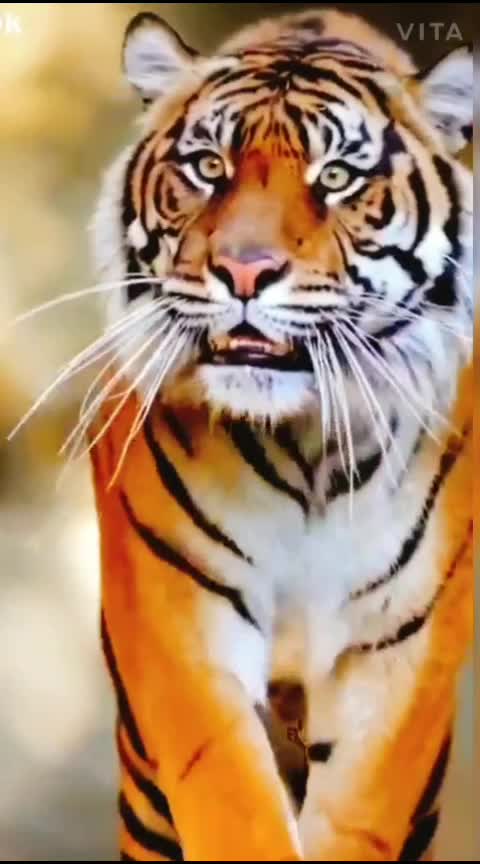 @Aminul.