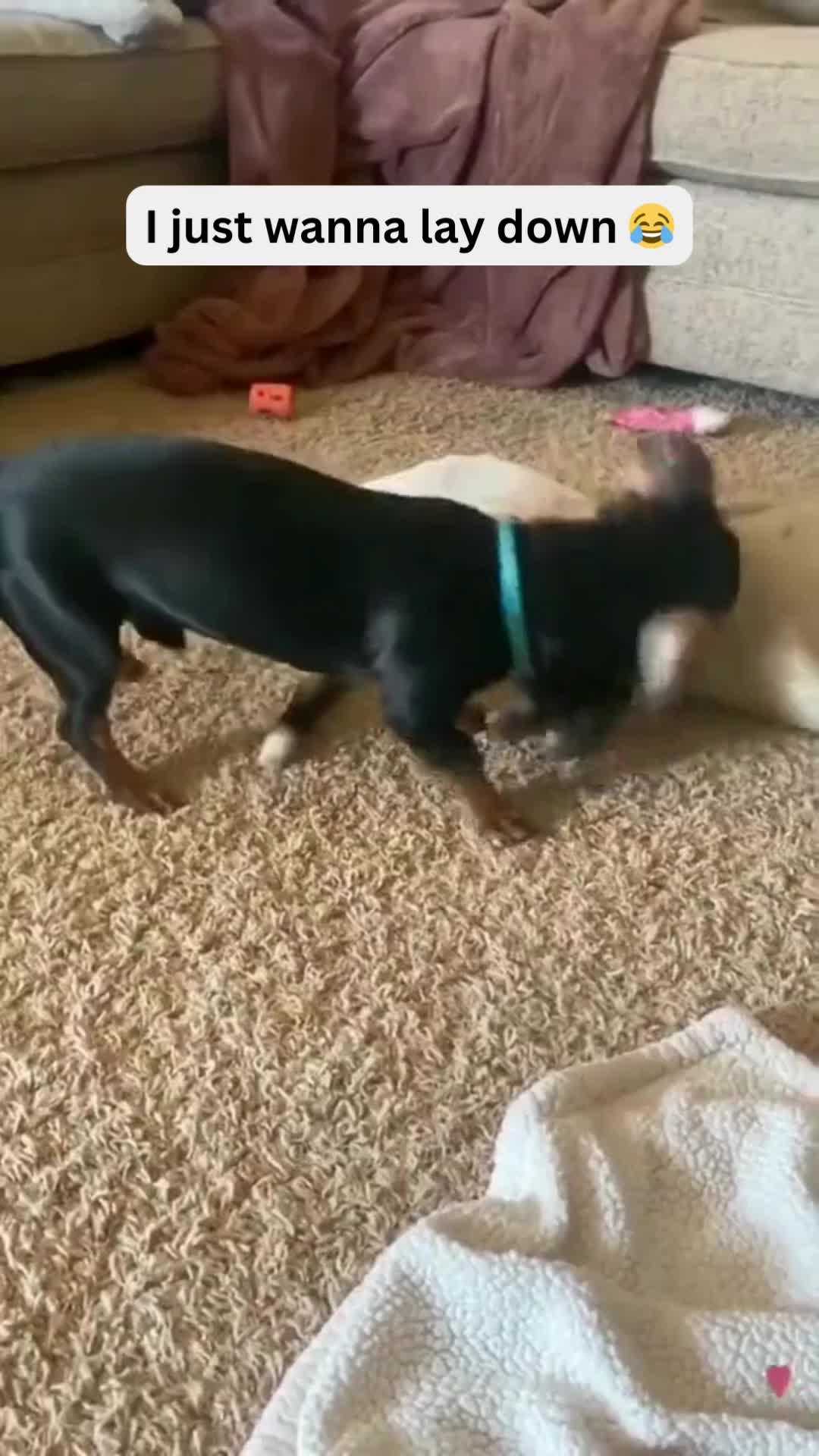 @Pet Guru