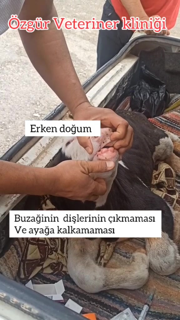 @Vet. Hek. Mehmet bozan SAMAK