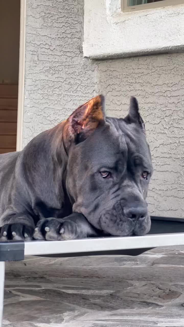 @Phoenician Cane Corso Stormi