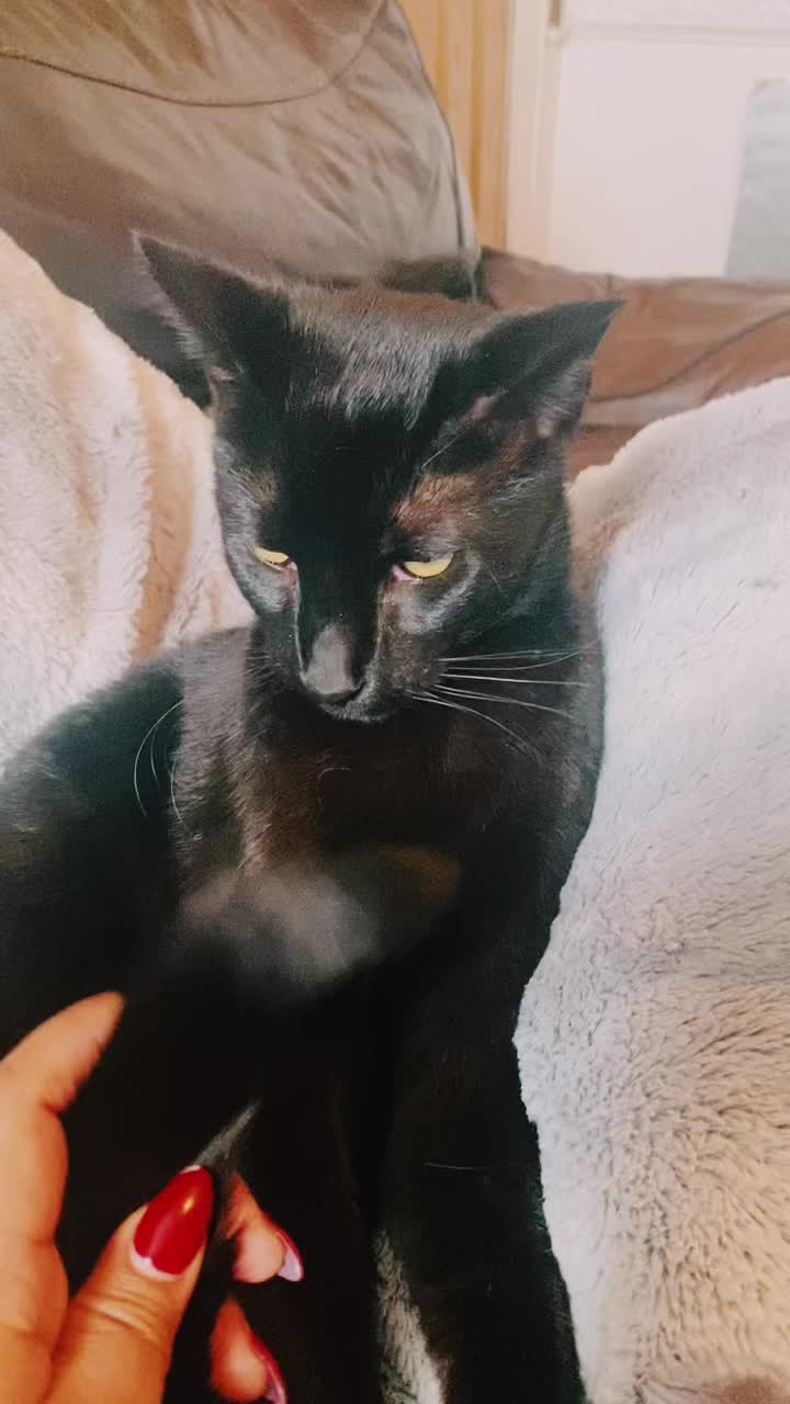 @pantherthecat_28