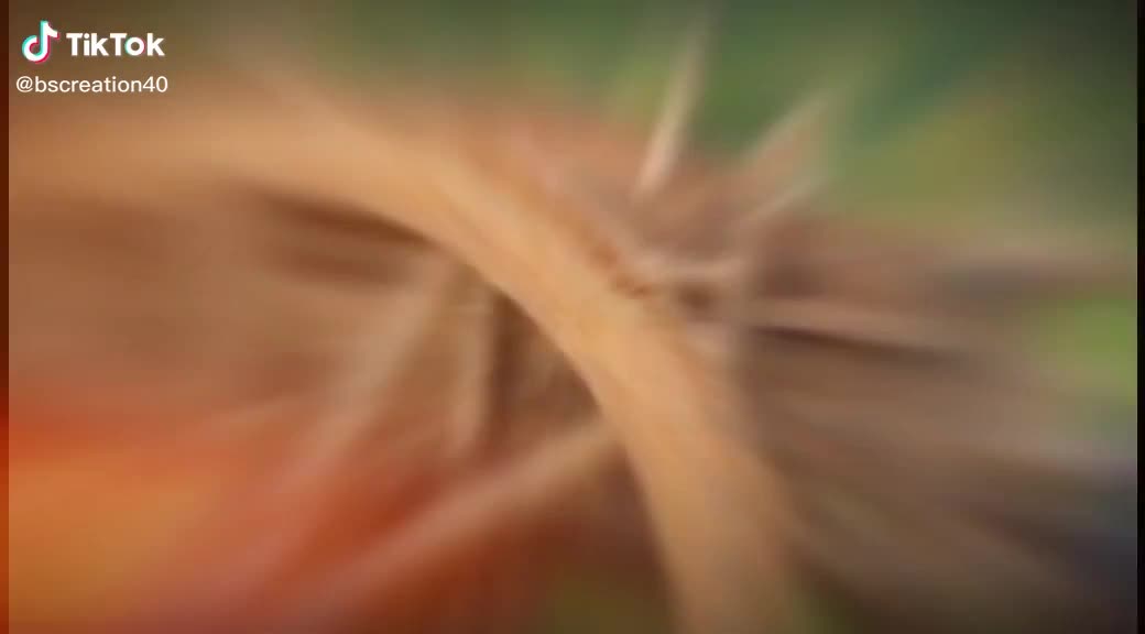 @꧁♬ɌØSĦȺN♬꧂