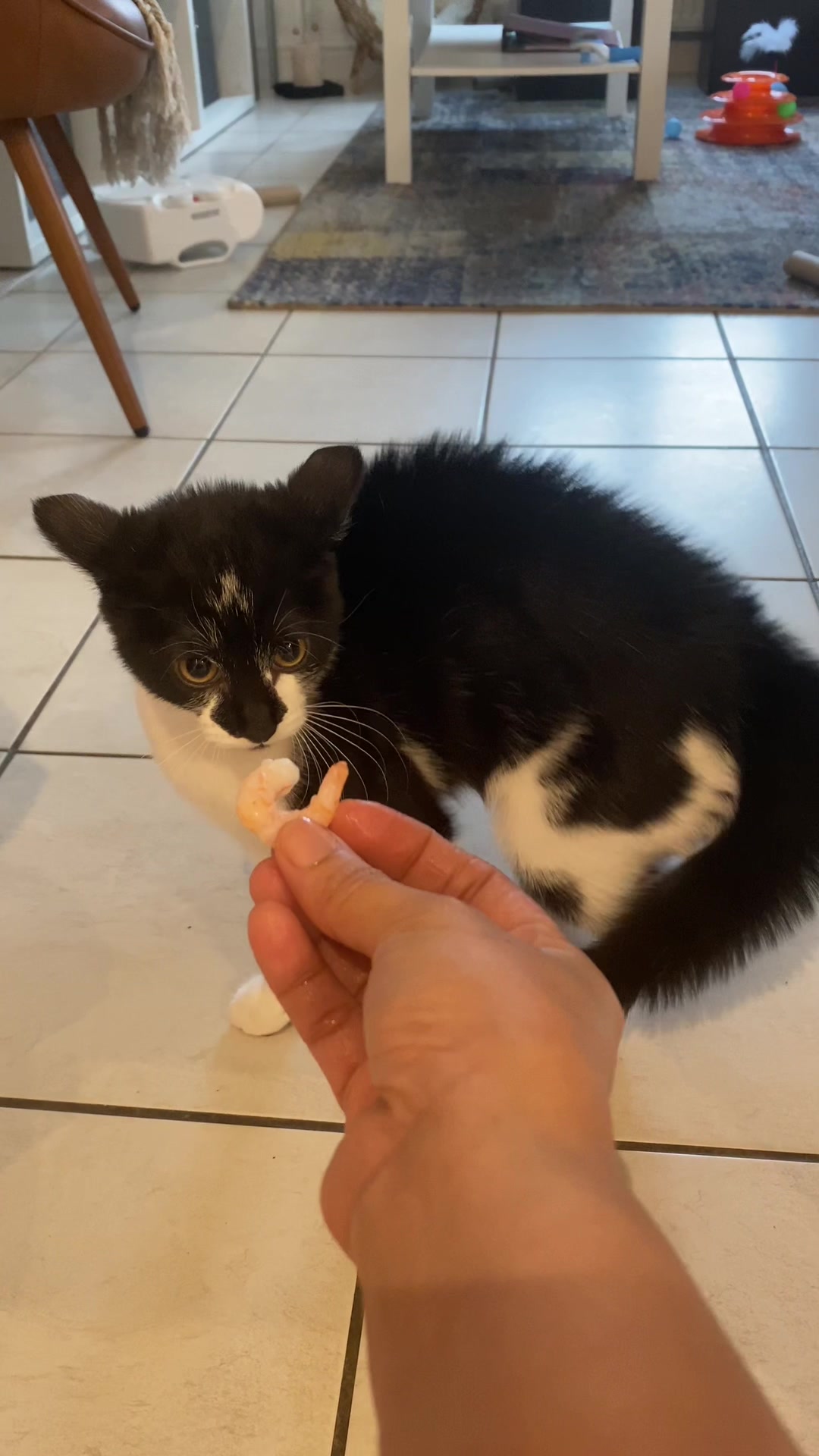 @Chibi.the.cat
