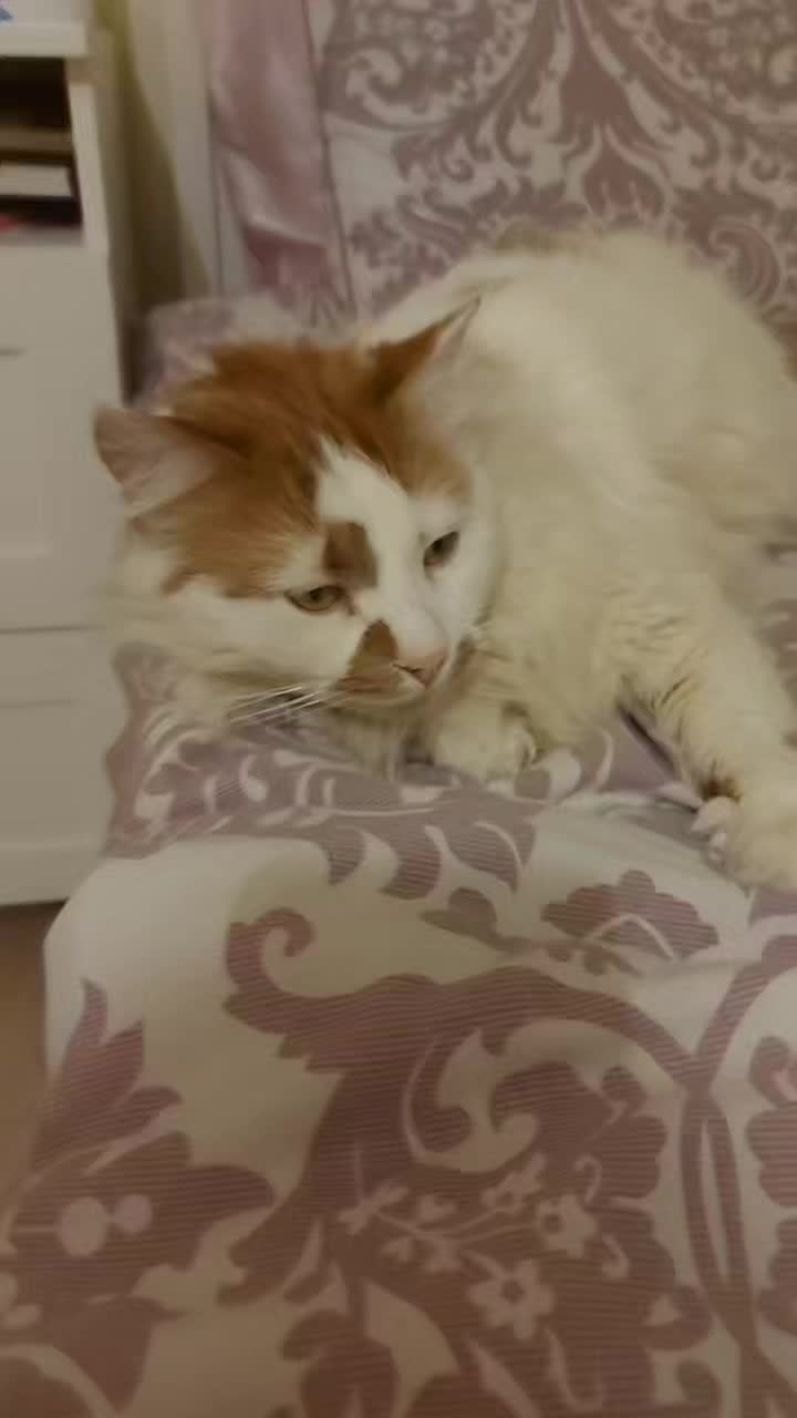@Meowko
