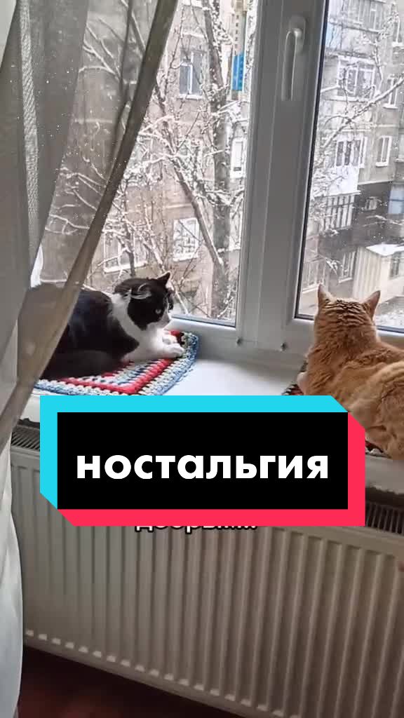 @Феликс & Кото-Семья