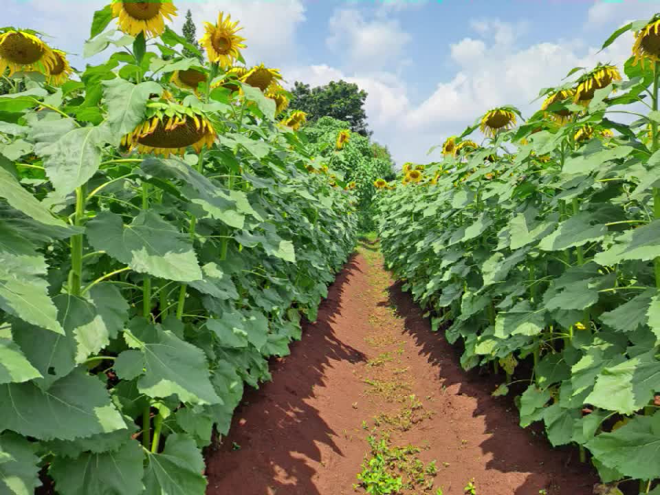 @agriinnovationhub