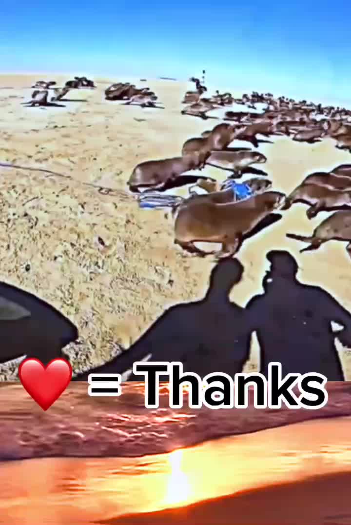 @Animals