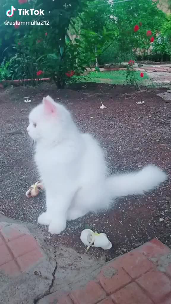 @ⓐⓢⓜⓘⓣⓐ.....❤