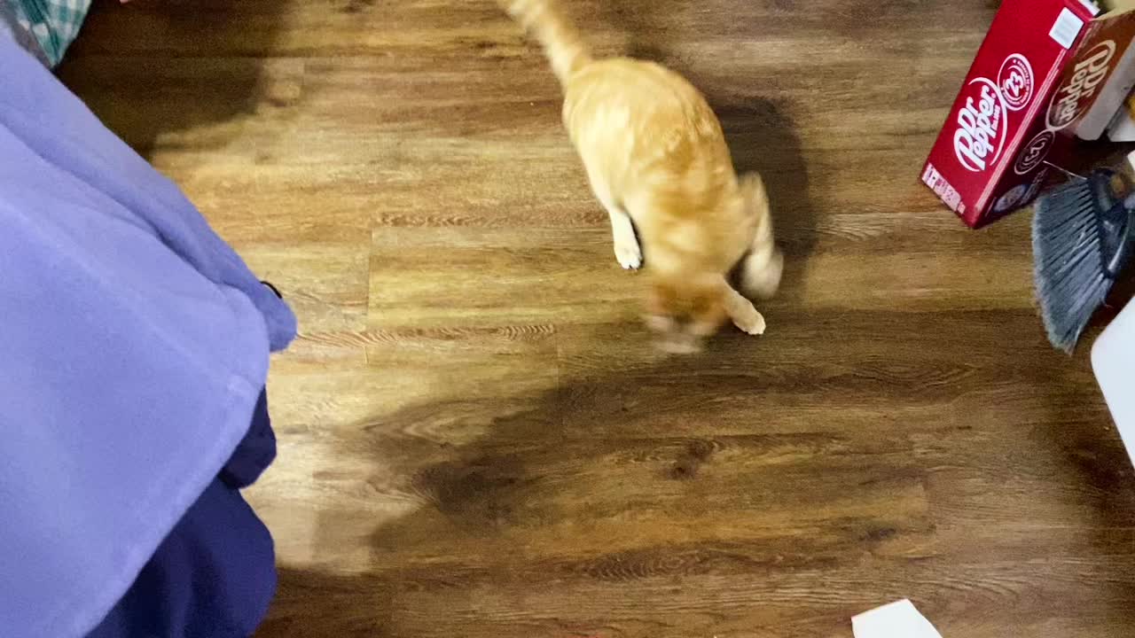 @Milos Journal -ESA kitty