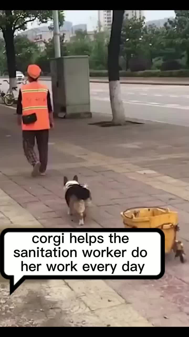 @corgilovecorgi