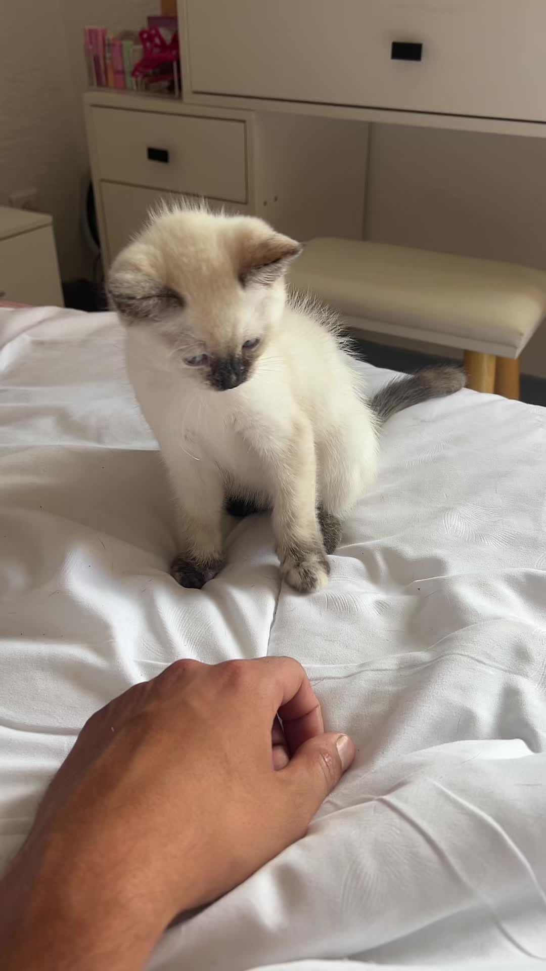 @Pépite & Simba
