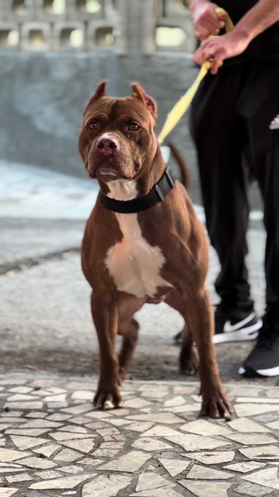 @RedForcePitbull