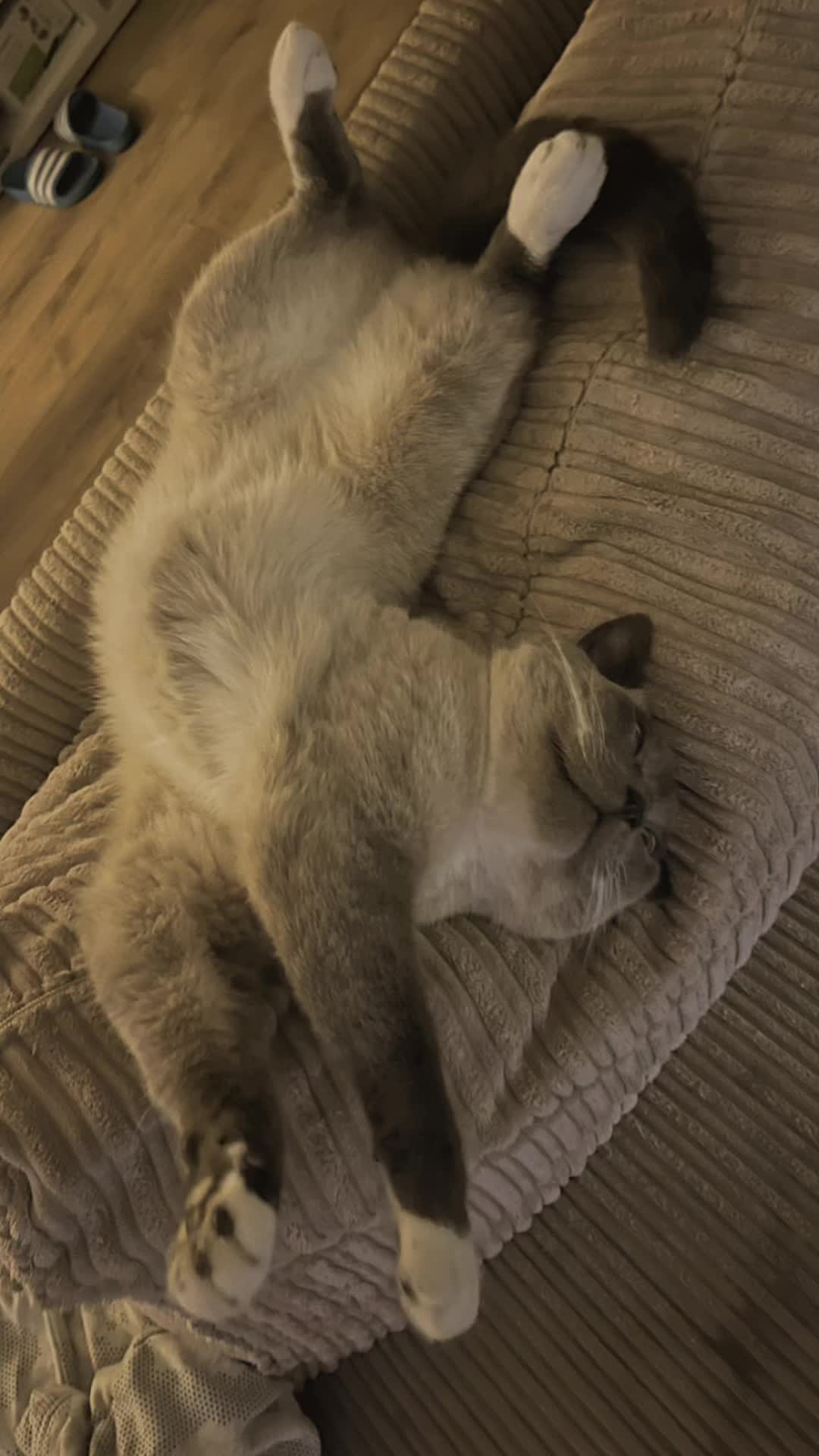 @Tootie The Cat