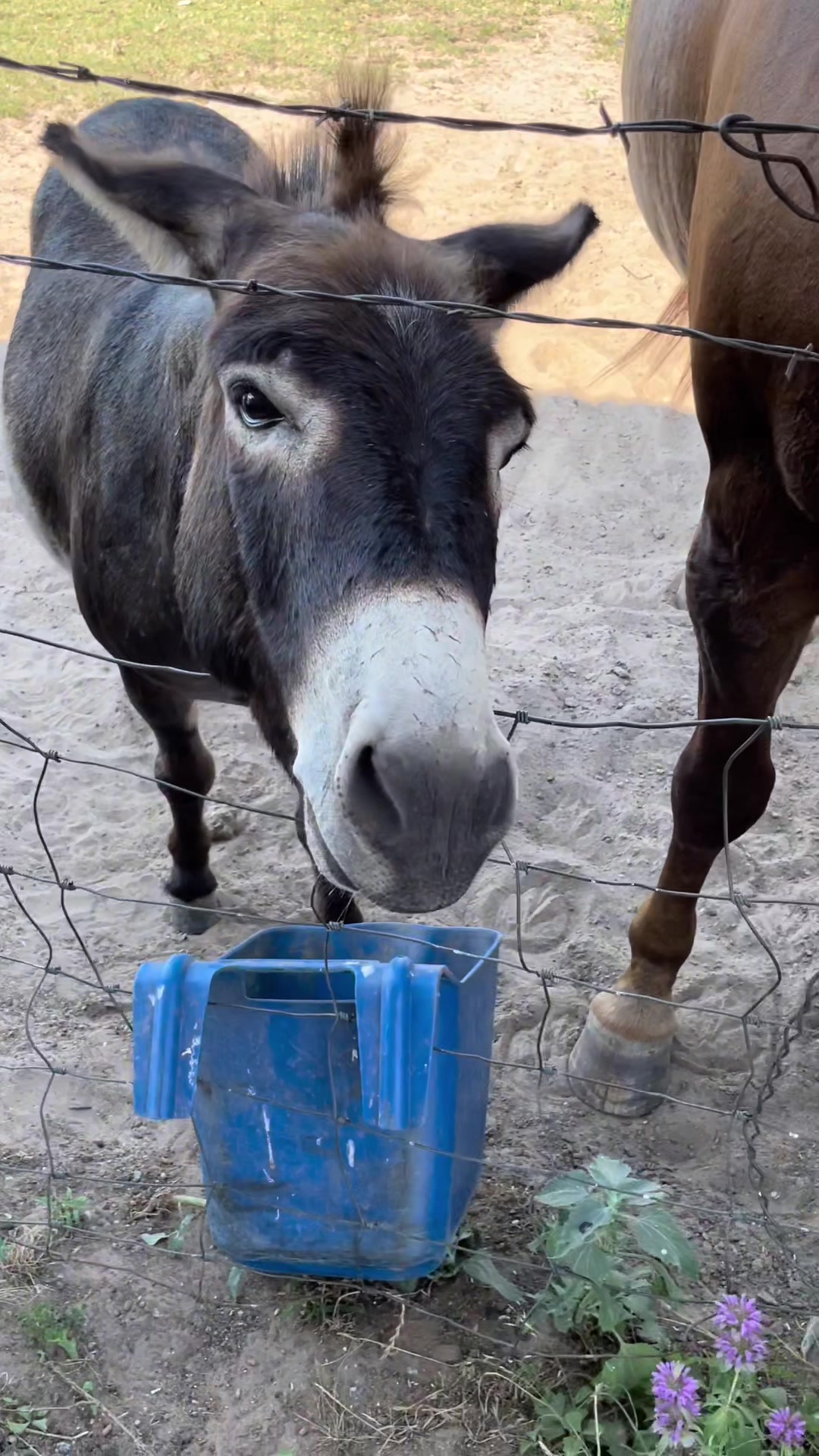 @DonkeyDaily
