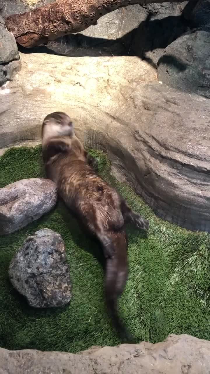 @Aquarium of the Bay