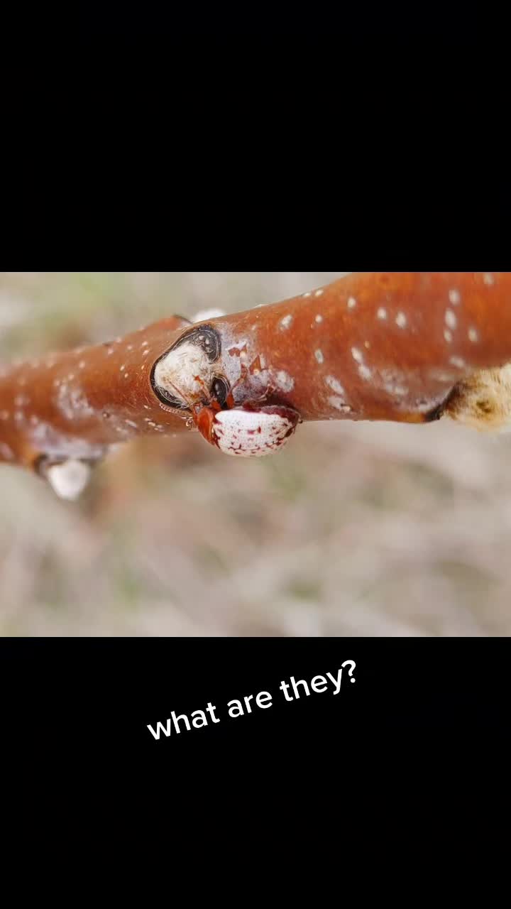 @WIreptiles