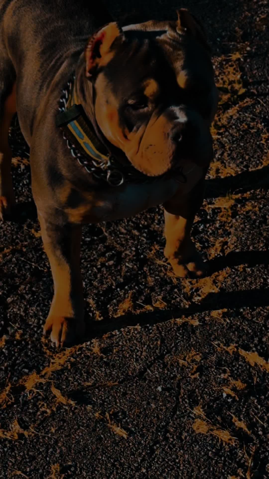 @D3 tri State kennel
