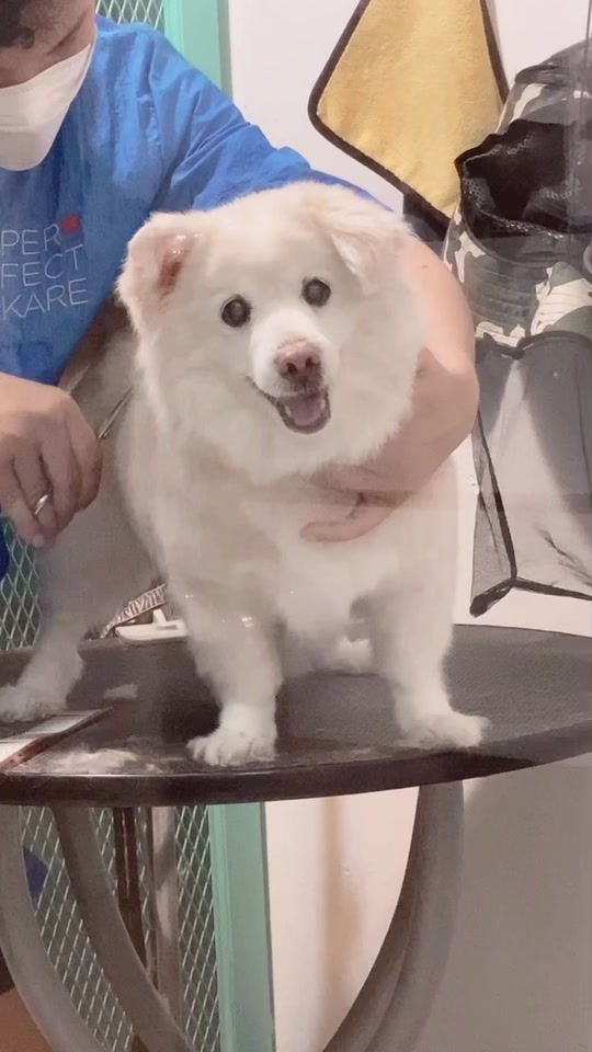 @Fluffy Creamy Dog