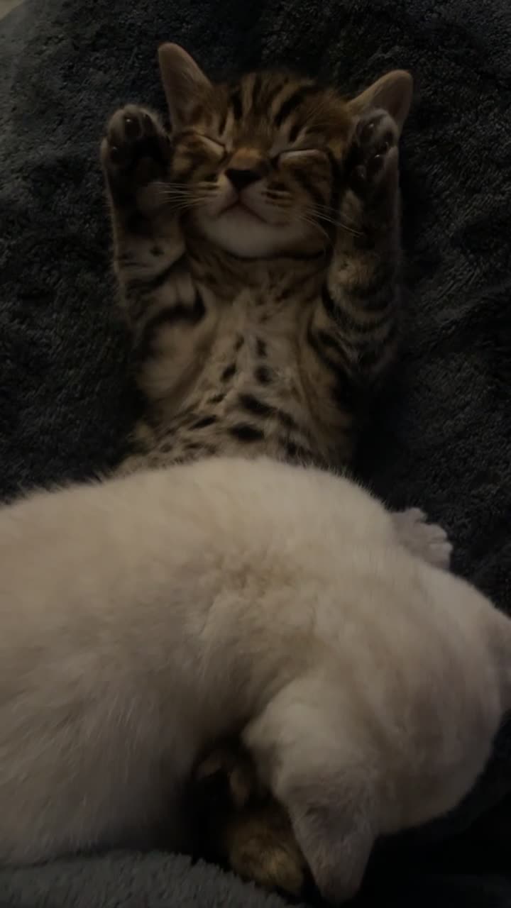 @KITTY
