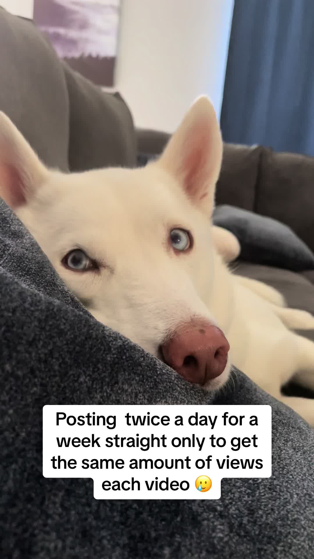 @Erza The Husky