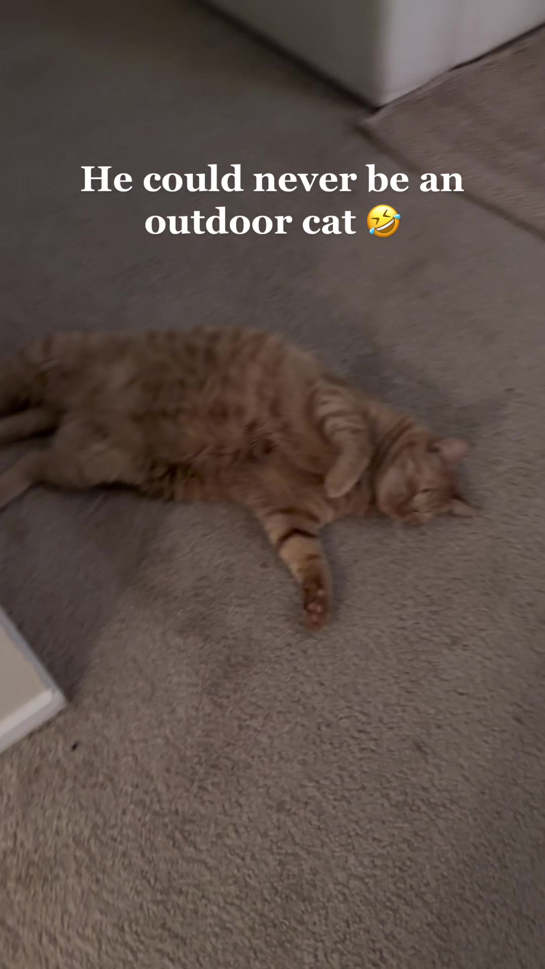 @Cat videos