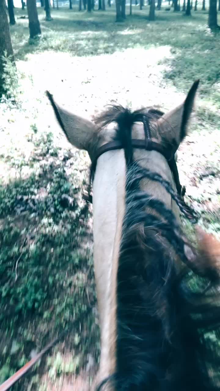 @My horse life❤️