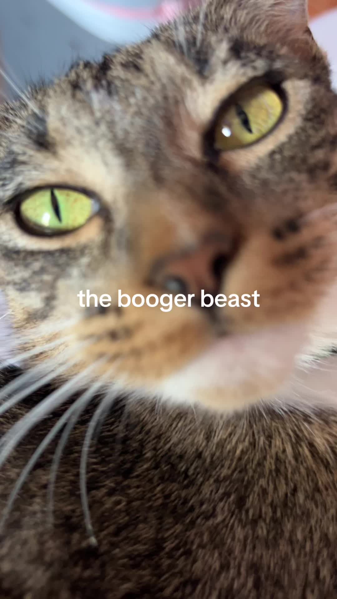 @baskingball24