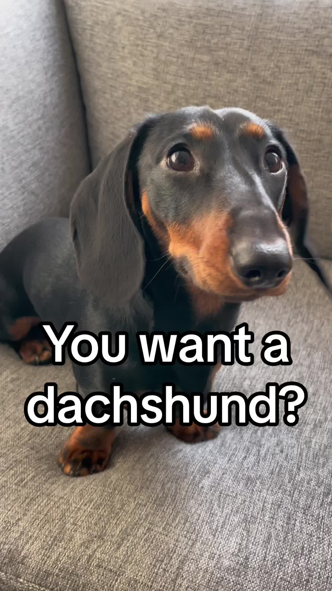 @Nils The Mini Dachshund     🌭